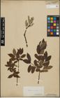 Foto von Salix lapponum L. x Salix silesiaca Willd.